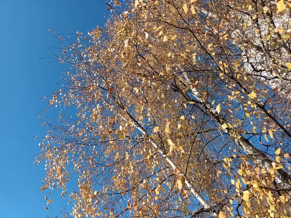 Hermoso Tiro Botánico Otoñal Fondo Pantalla Natural — Foto de Stock