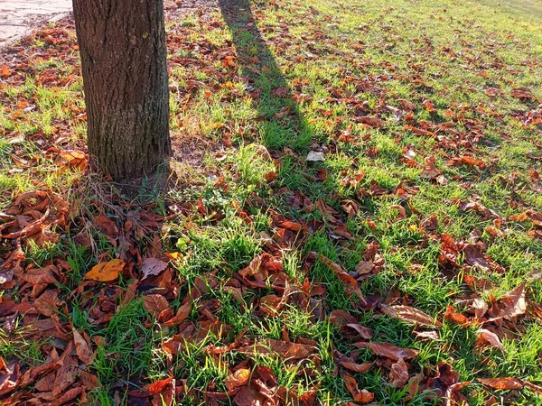 Krásný Podzimní Botanický Záběr Přírodní Tapety — Stock fotografie