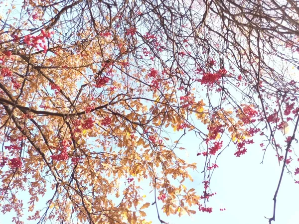 Beautiful Autumnal Botanical Shot Natural Wallpaper — Stock Photo, Image
