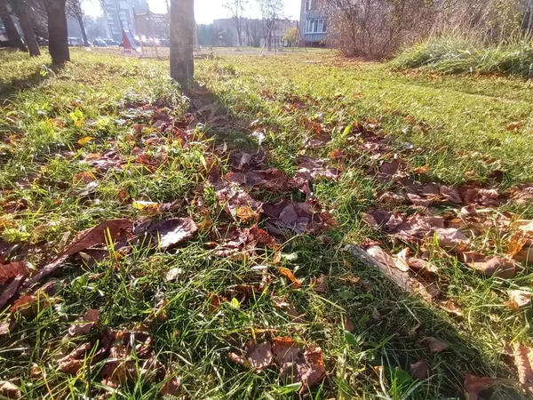 Krásný Podzimní Botanický Záběr Přírodní Tapety — Stock fotografie