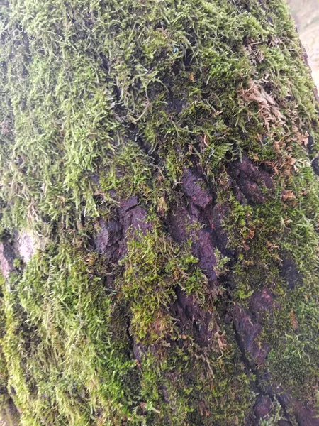 Hermoso Tiro Botánico Otoñal Fondo Pantalla Natural — Foto de Stock