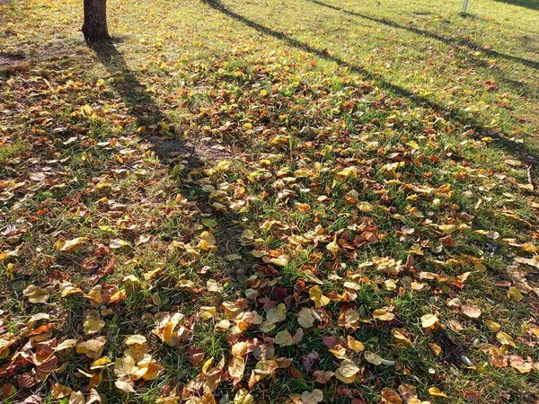 Mooie Herfst Botanische Schot Natuurlijk Behang — Stockfoto
