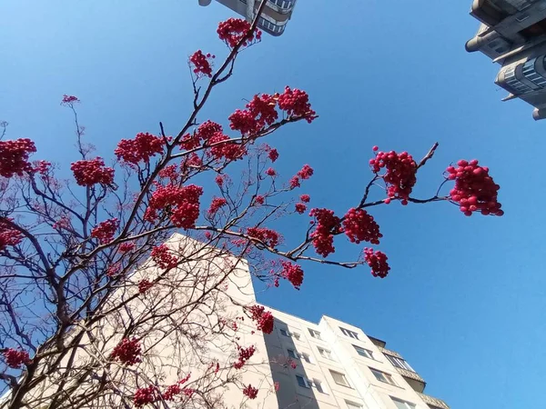 Krásný Podzimní Botanický Záběr Přírodní Tapety — Stock fotografie