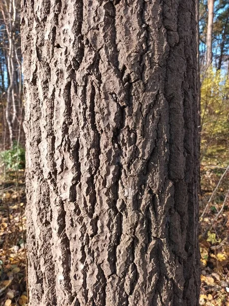 Krásný Podzimní Botanický Záběr Přírodní Tapety — Stock fotografie