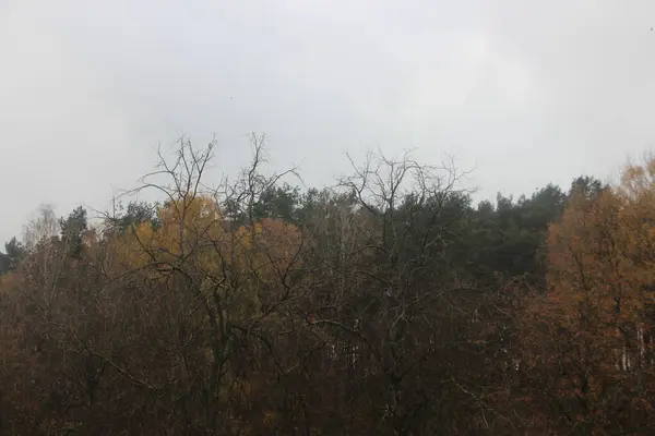 Paesaggio Autunnale Con Alberi Foresta — Foto Stock