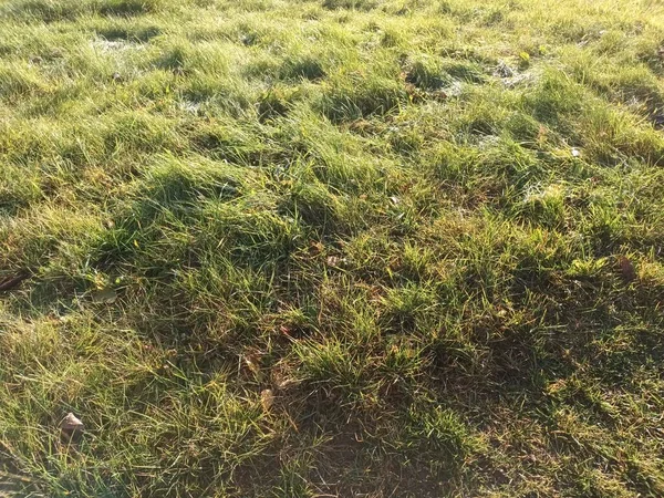 Grünes Gras Auf Dem Feld — Stockfoto