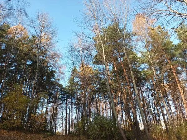 Vacker Höst Botaniska Skott Naturliga Tapeter — Stockfoto