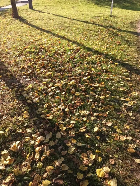 Mooie Herfst Botanische Schot Natuurlijk Behang — Stockfoto