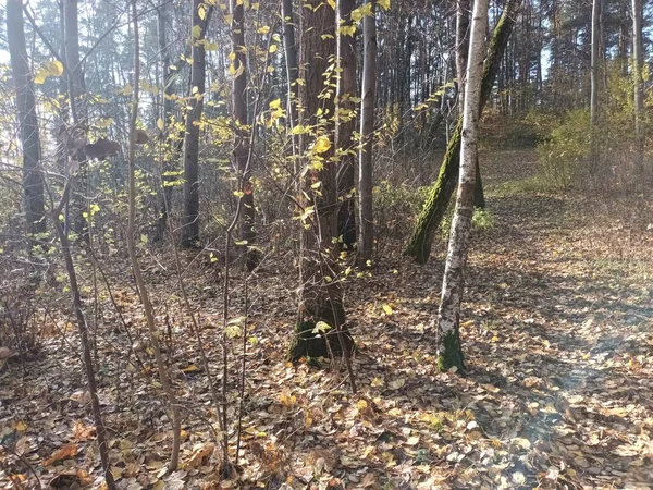 Krásný Podzimní Botanický Záběr Přírodní Tapety — Stock fotografie