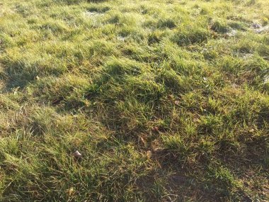 Güzel botanik fotoğrafı, doğal duvar kağıdı.