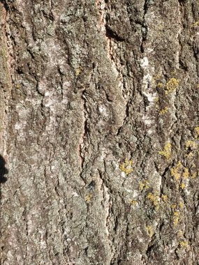 Ağaç kabuğu dokusunu kapat, kapat