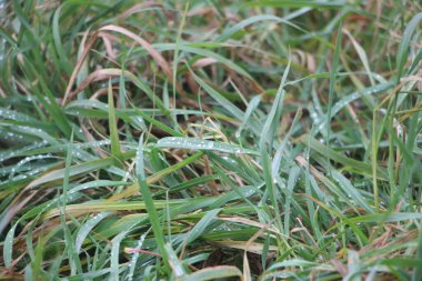 Ormanda yeşil çimenler