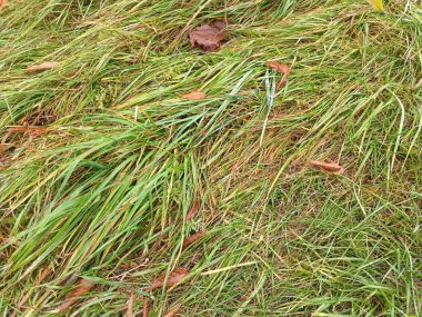 Ormanda yeşil çimenler