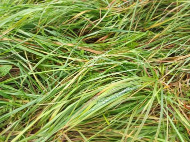 Bahçedeki yeşil çimenler