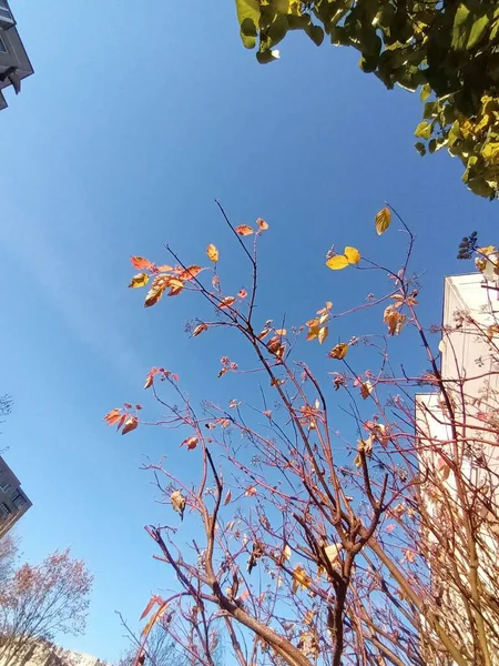 Schöne Herbstliche Botanische Aufnahme Natürliche Tapete — Stockfoto