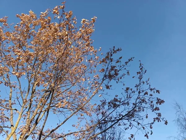 美丽的秋季植物学照片 天然壁纸 — 图库照片