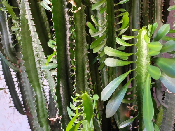 Primer Plano Una Planta Doméstica Casa —  Fotos de Stock