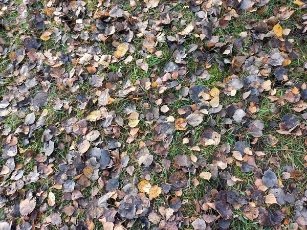 Όμορφη Φθινοπωρινή Βοτανική Βολή Φυσική Ταπετσαρία — Φωτογραφία Αρχείου