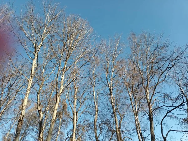 美丽的秋季植物学照片 天然壁纸 — 图库照片