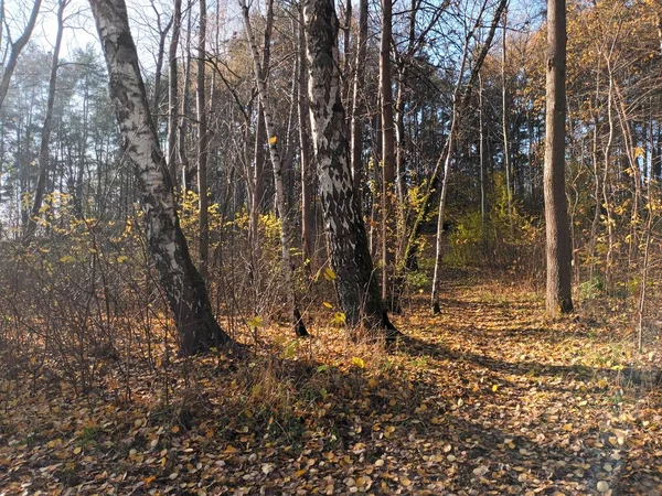 Krásný Podzimní Botanický Záběr Přírodní Tapety — Stock fotografie