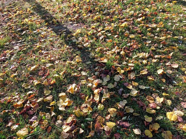 Mooie Herfst Botanische Schot Natuurlijk Behang — Stockfoto