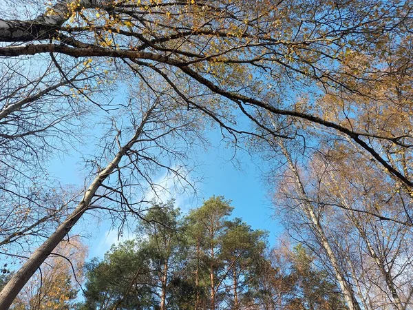 Krásný Podzimní Botanický Záběr Přírodní Tapety — Stock fotografie