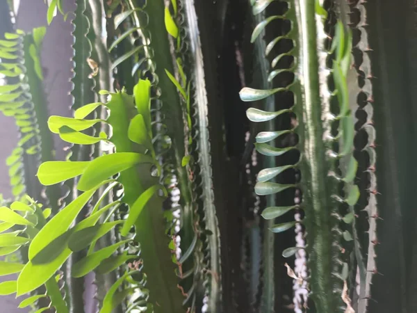 Primer Plano Una Planta Doméstica Casa —  Fotos de Stock