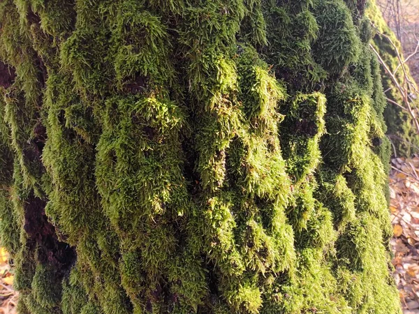 Krásný Podzimní Botanický Záběr Přírodní Tapety — Stock fotografie