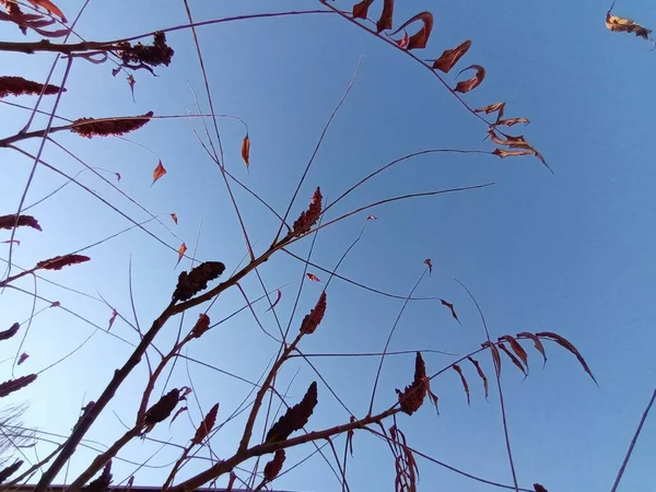 美しい秋の植物撮影 自然壁紙 — ストック写真