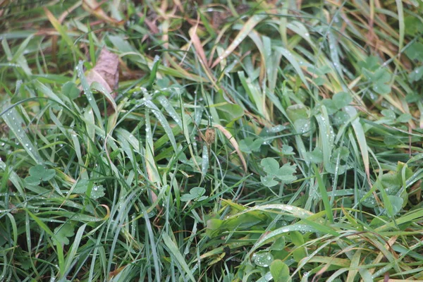 Erba Verde Nel Bosco — Foto Stock