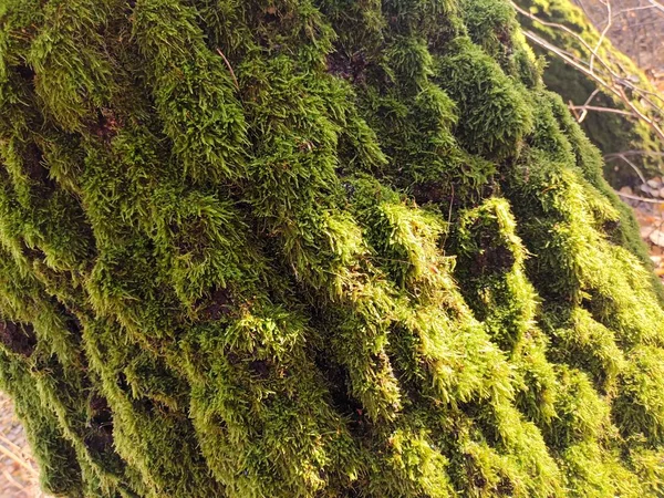 Krásný Podzimní Botanický Záběr Přírodní Tapety — Stock fotografie