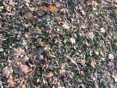 Yere düşen sonbahar yaprakları