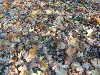 Yere düşen sonbahar yaprakları