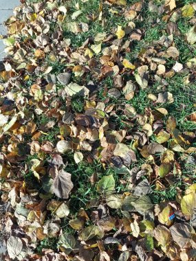 Yere düşen sonbahar yaprakları