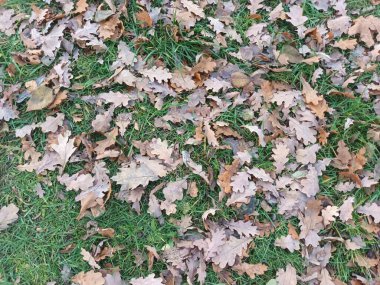 Yere düşen sonbahar yaprakları