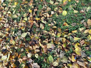 Yere düşen sonbahar yaprakları