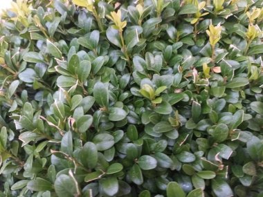 Çalıların yeşil yapraklarını kapatın.