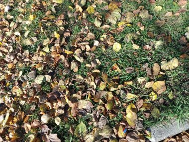 Yere düşen sonbahar yaprakları