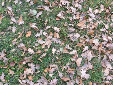 Yere düşen sonbahar yaprakları