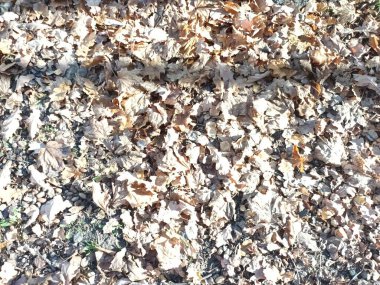 Yere düşen sonbahar yaprakları