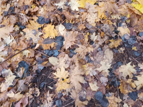 Feuilles Automne Tombées Sur Vue Sol — Photo