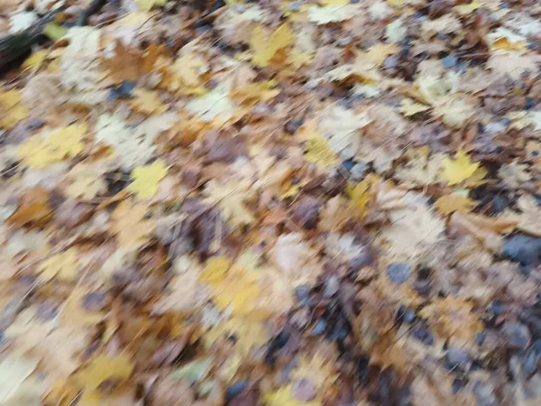 Gefallene Herbstblätter Auf Dem Boden — Stockfoto