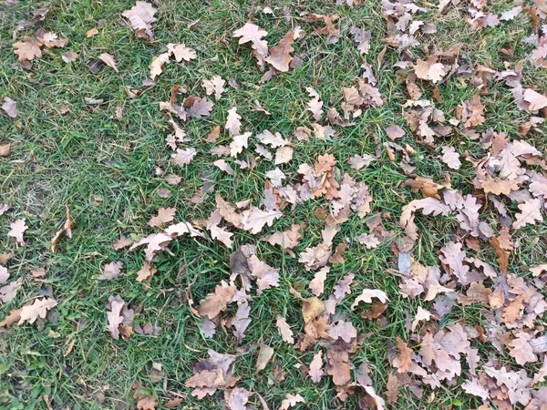 Padající Podzimní Listí Zem — Stock fotografie