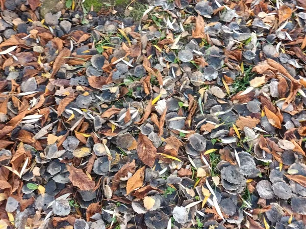 Πεσμένα Φύλλα Του Φθινοπώρου Στο Έδαφος — Φωτογραφία Αρχείου