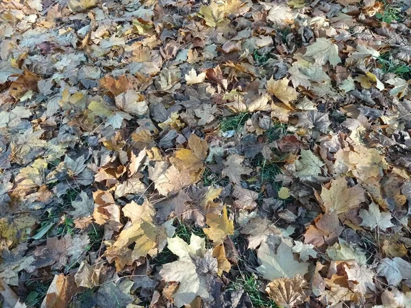 Feuilles Automne Tombées Sur Vue Sol — Photo