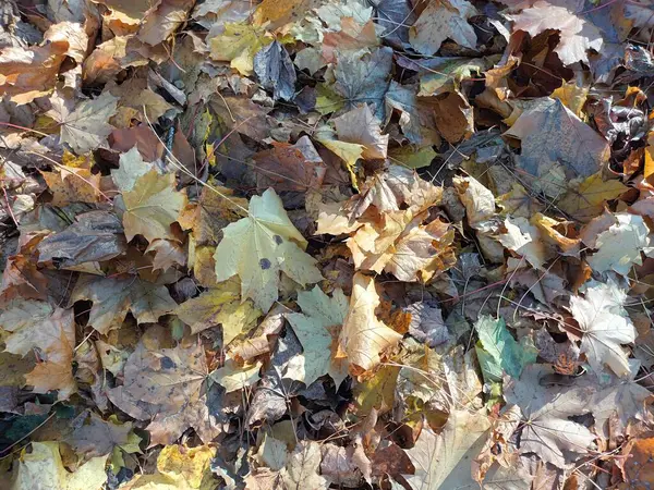 Gevallen Herfstbladeren Grond Uitzicht — Stockfoto