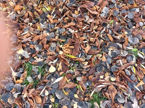 Gefallene Herbstblätter Auf Dem Boden — Stockfoto