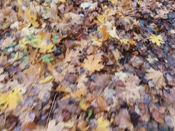 Fallen Autumn Leaves Ground View — Stock Photo, Image