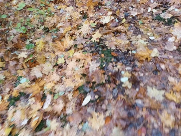 Feuilles Automne Tombées Sur Vue Sol — Photo