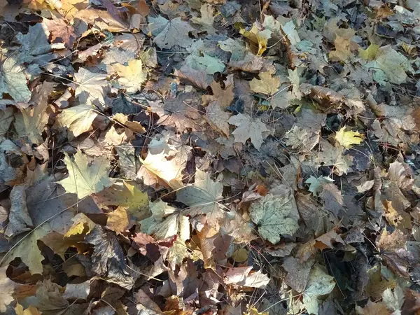 Gevallen Herfstbladeren Grond Uitzicht — Stockfoto